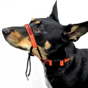 Training Halter | Blackdog Wear