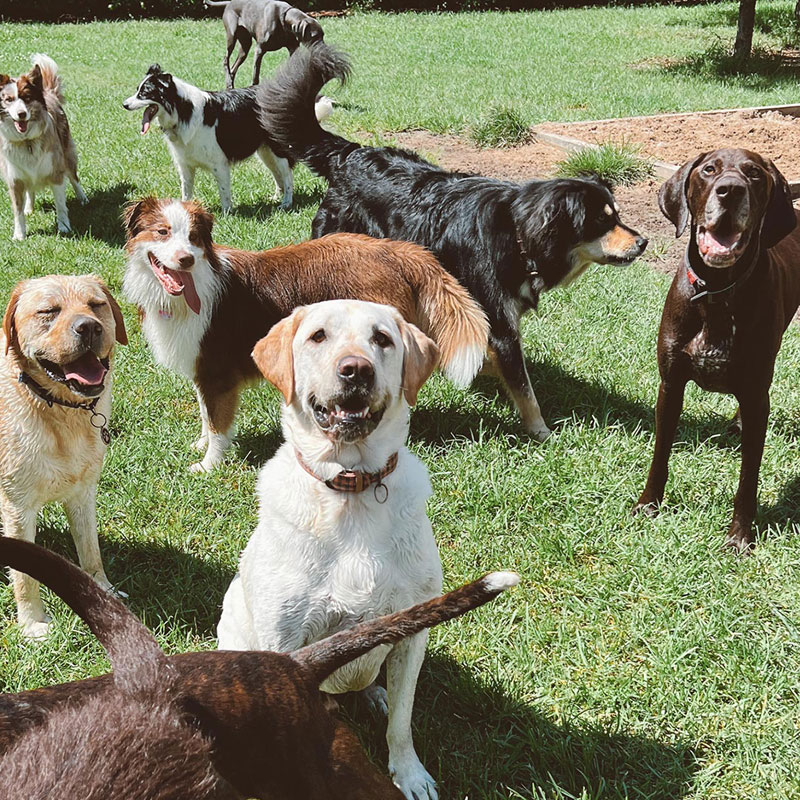 Canineology Centre